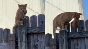 Lui la aiuta e in cambio la dolce gatta gli porta i suoi piccoli gattini