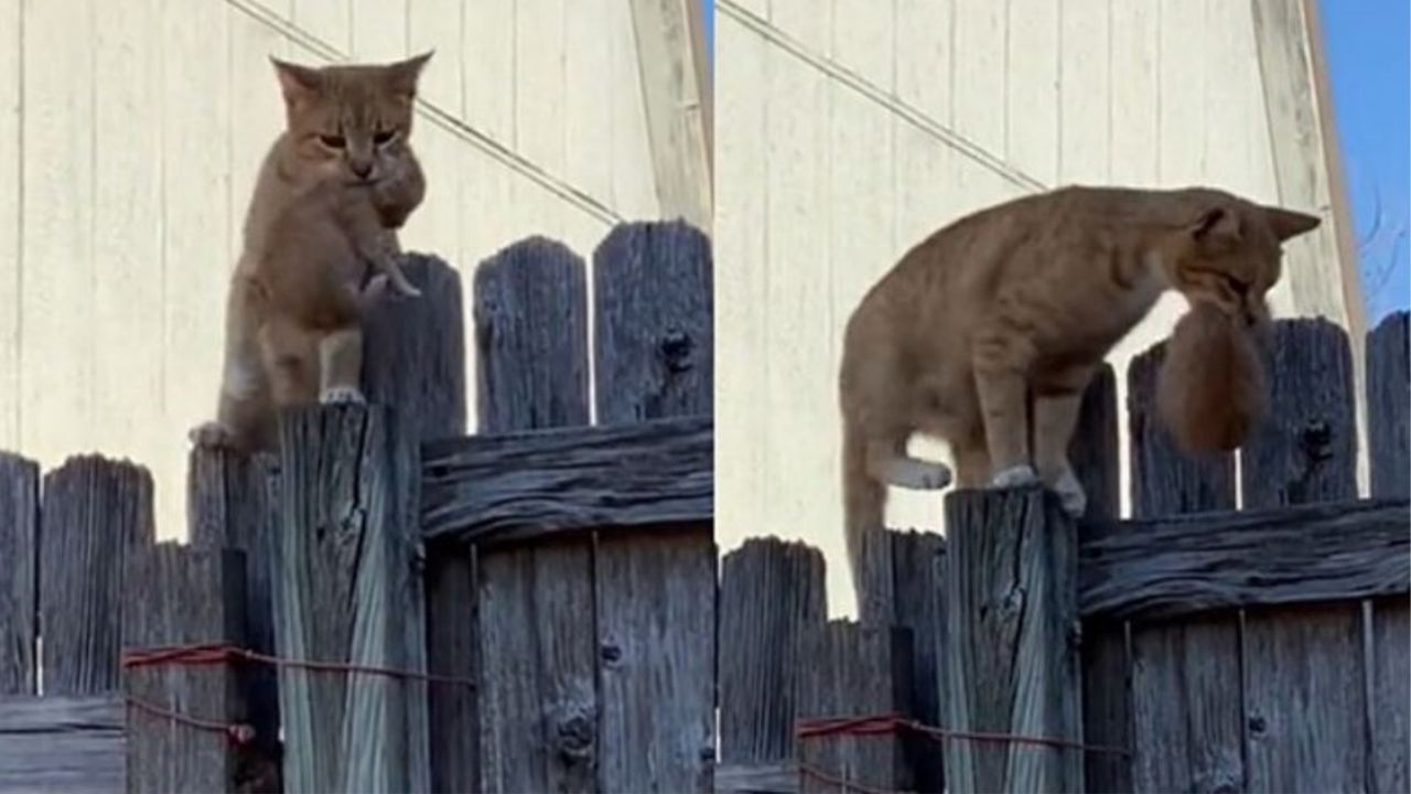Una gatta scavalca una recinzione con un gattino in bocca