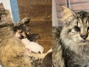 La gatta randagia cieca ha fatto del suo meglio per prendersi cura dei suoi cuccioli appena nati