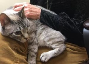 Questo gattino coraggioso è sopravvissuto nonostante le mancasse un occhio, ma nessuno lo vuole