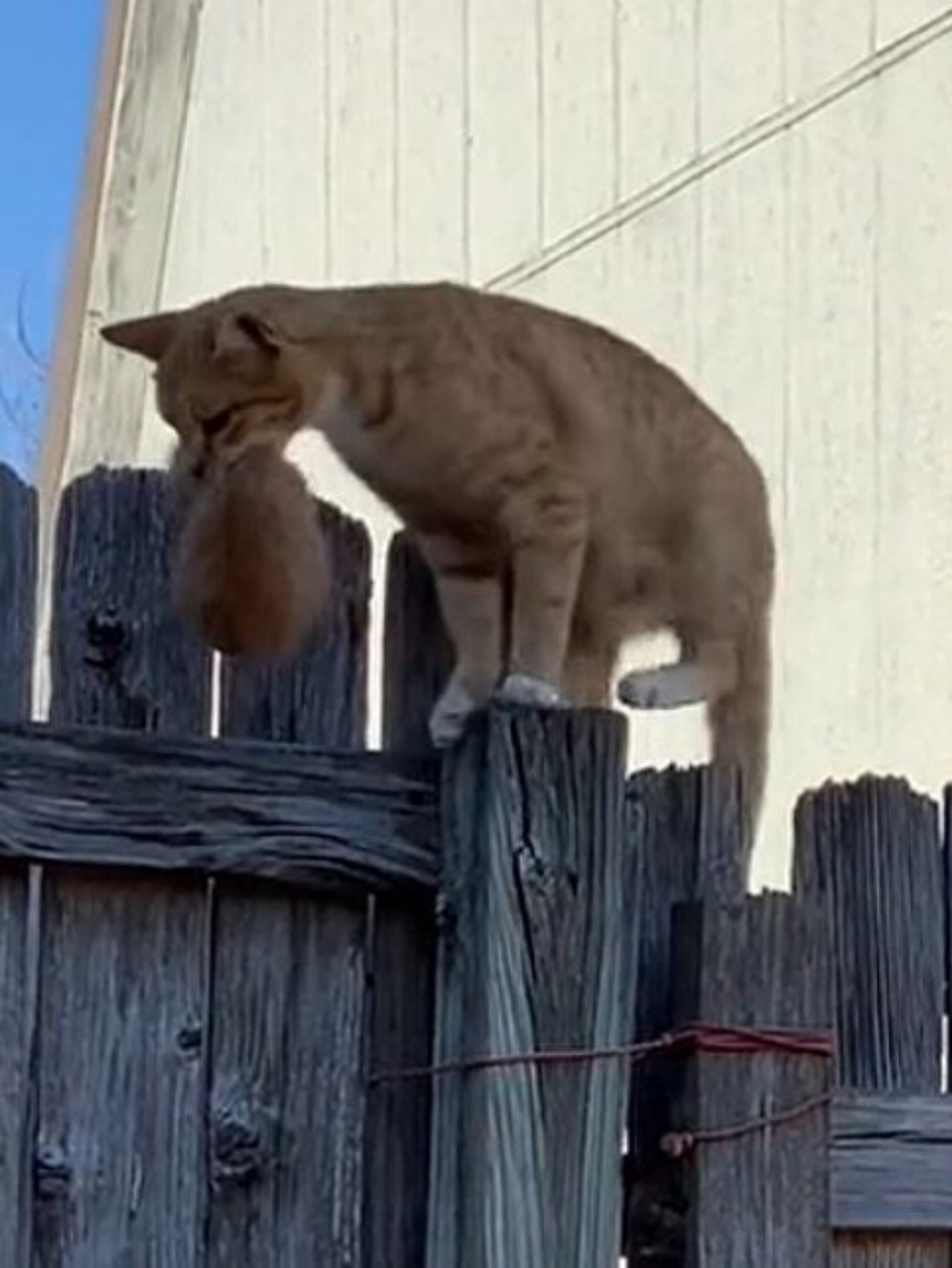 Una gatta con un gattino scavalcano una recinzione