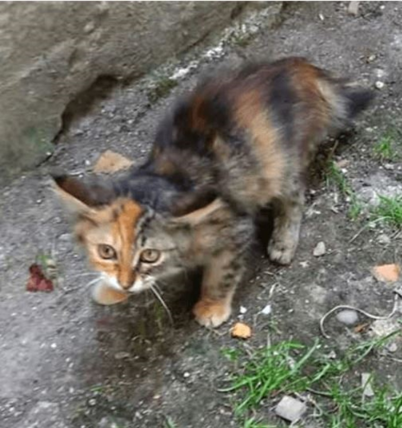 Una gattina dal mantello tricolore