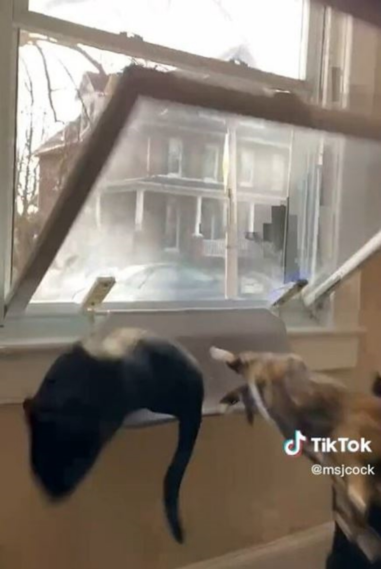 Dei gatti spaventati dall'apertura di una finestra
