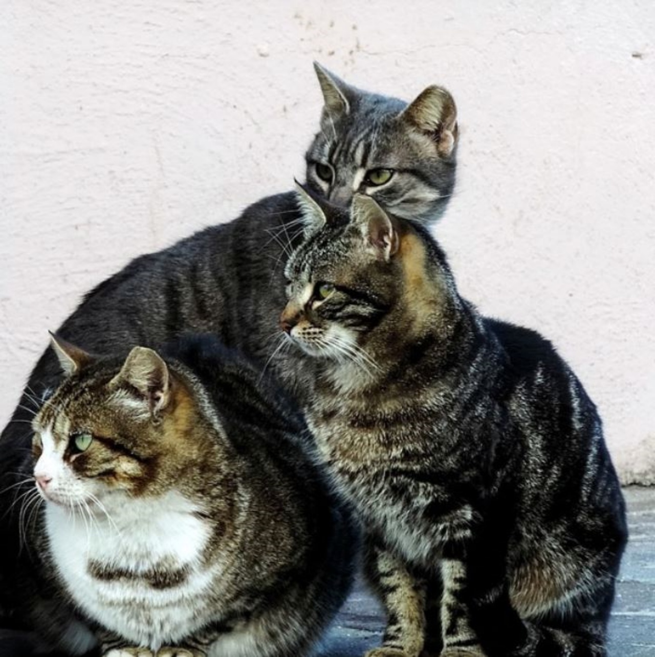 Tre gatti lungo la strada