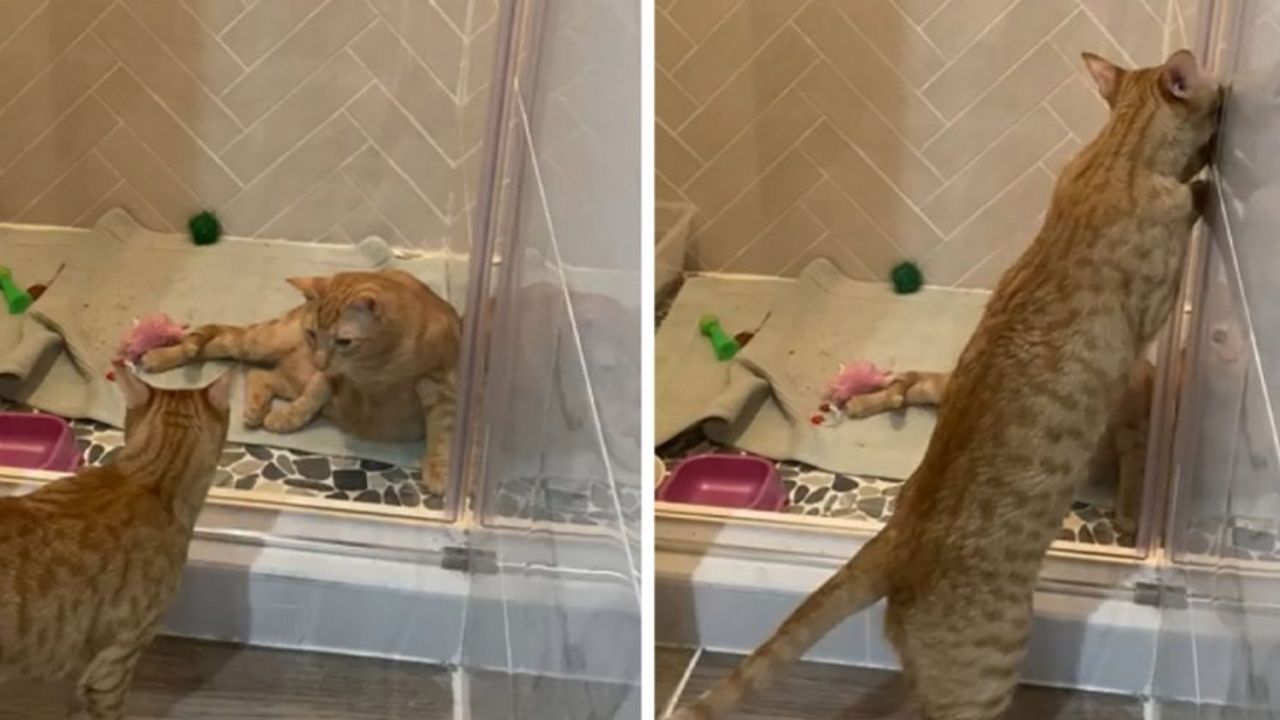 gatti in doccia