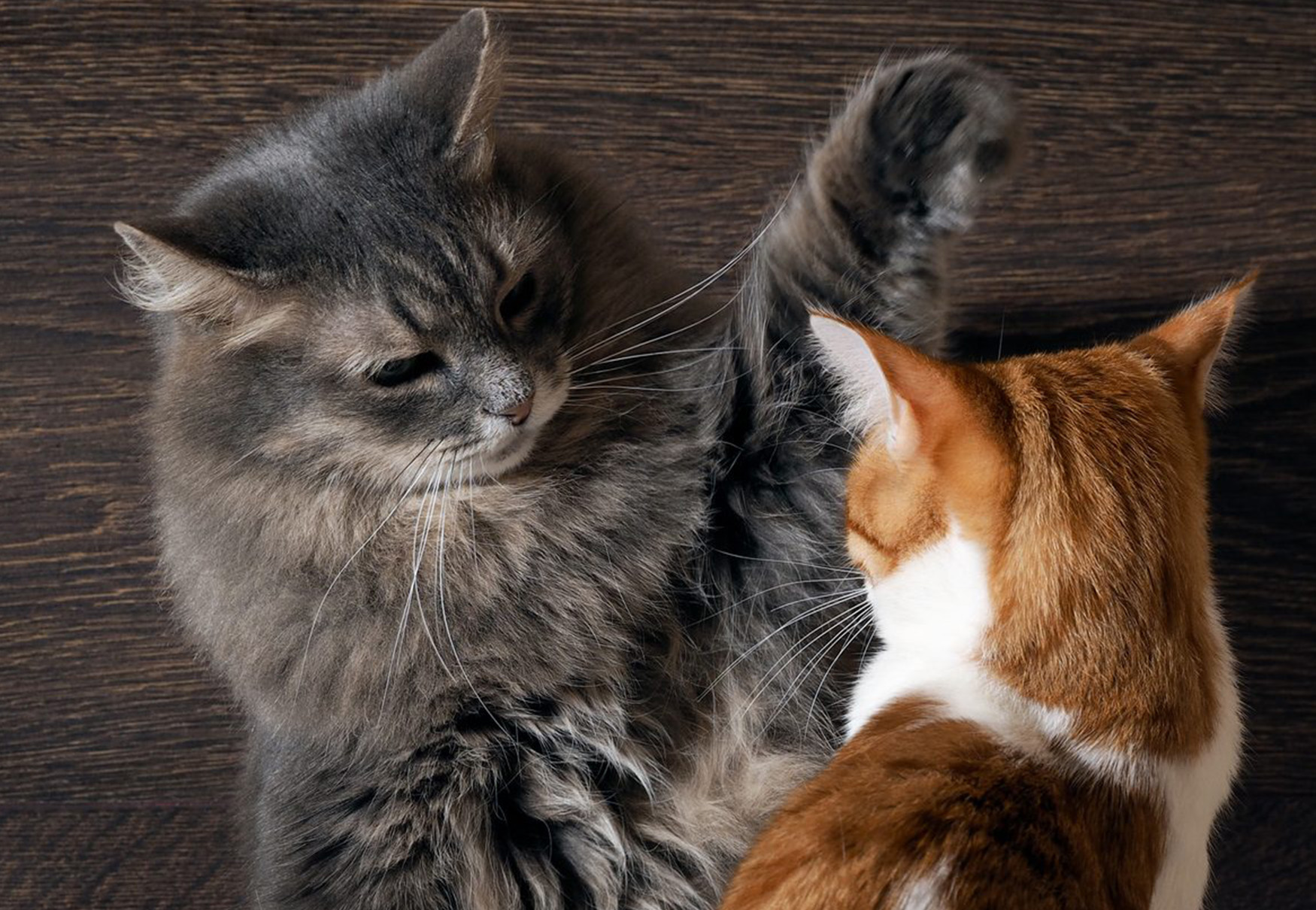 domestic cats arguing