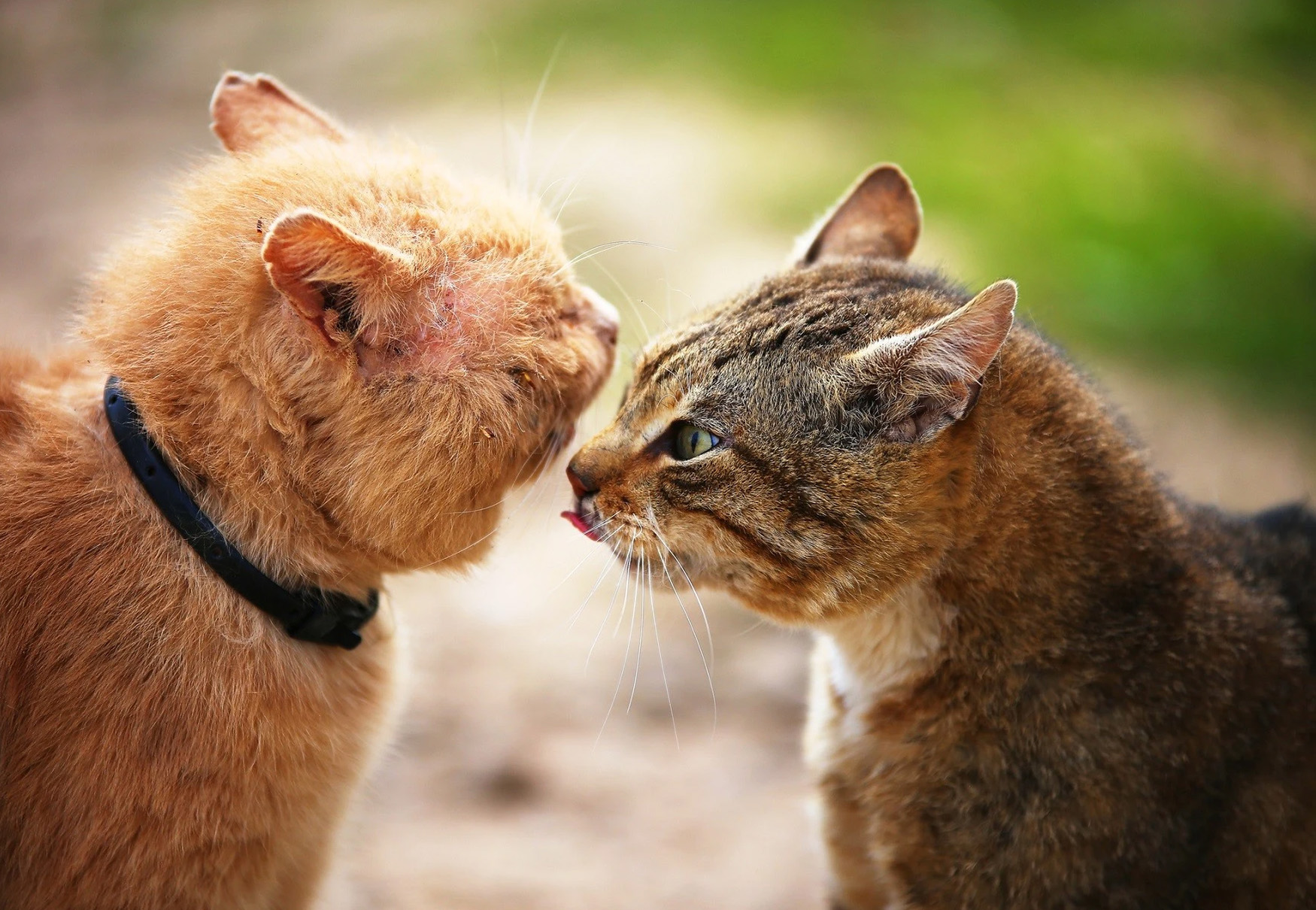 gatti che si odorano