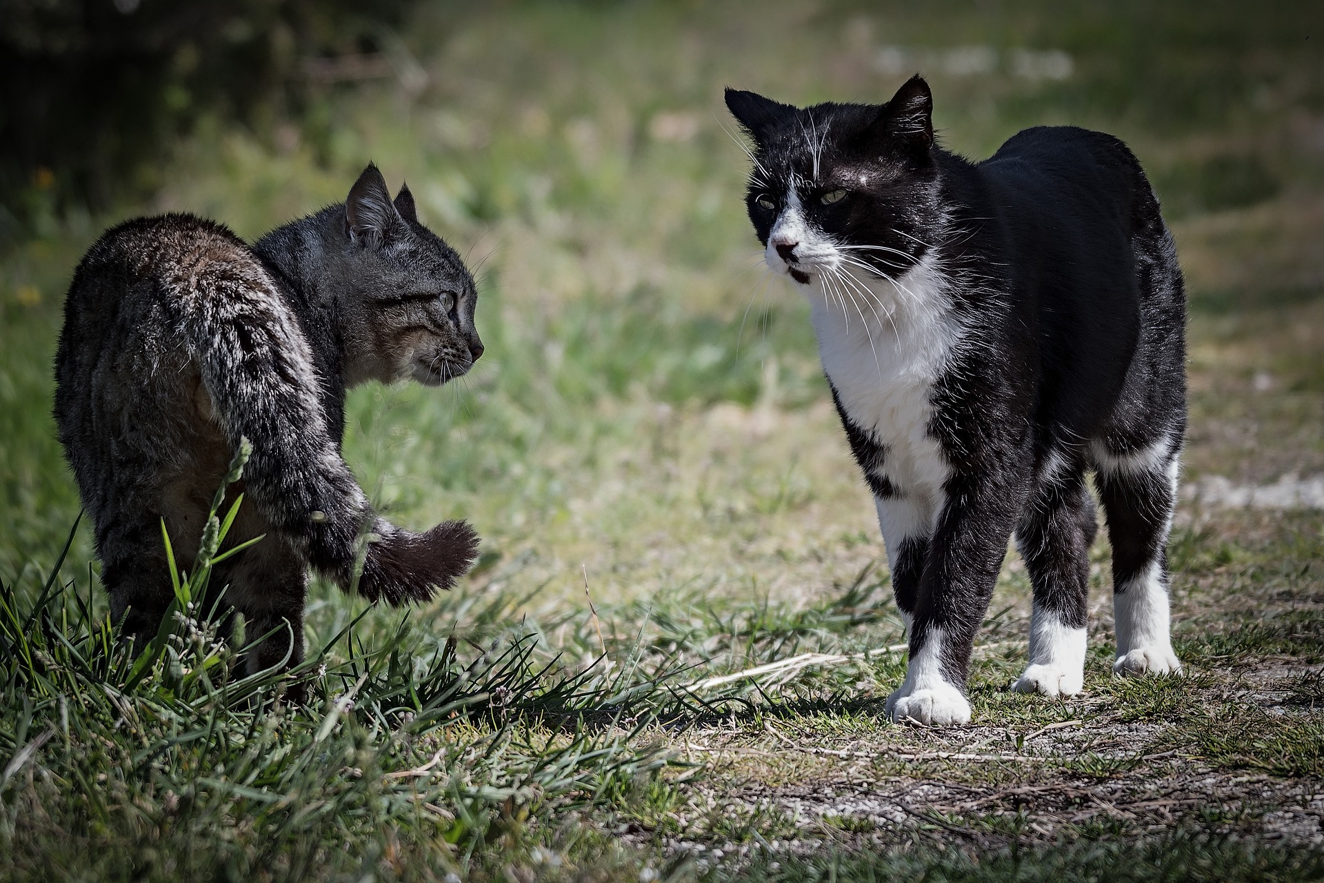 gatti in campagna