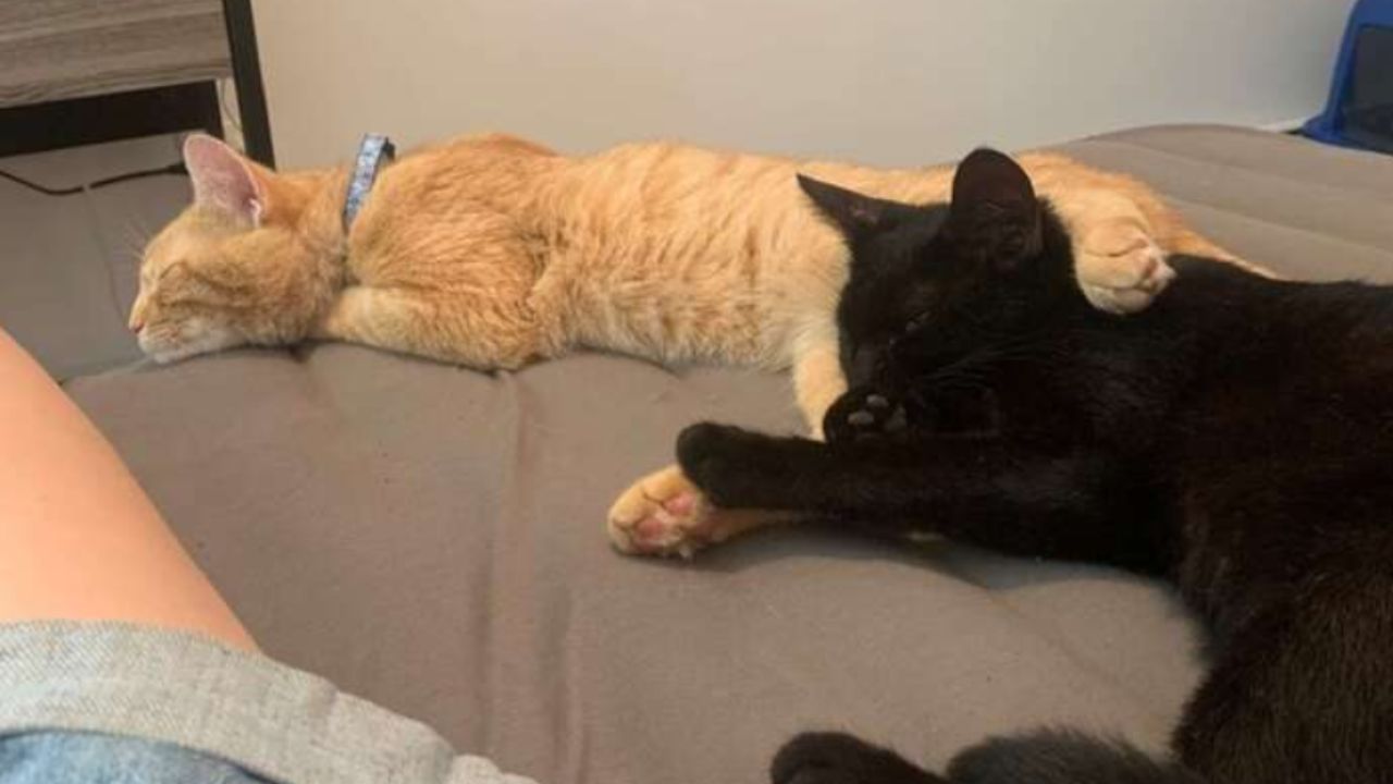 coppia di gatti che dorme