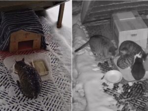 gatti mangiano in mezzo alla neve