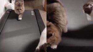 I gatti scoprono il tapis roulant e diventa il loro gioco preferito (VIDEO)