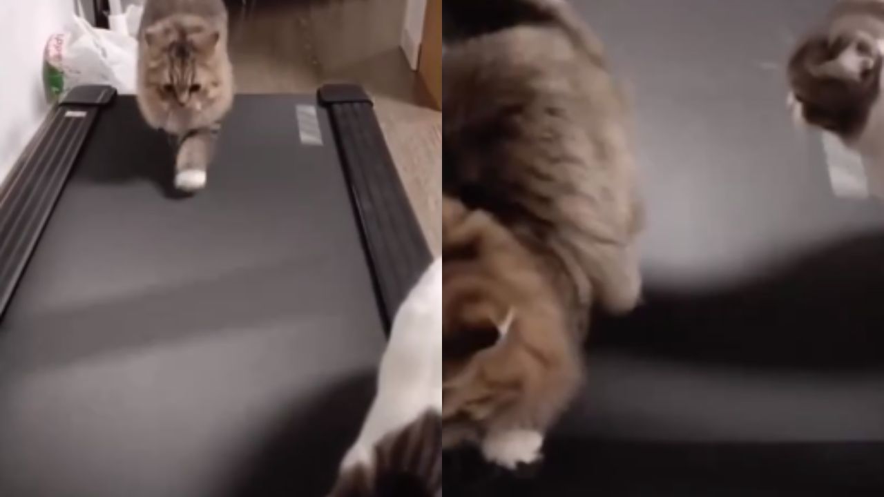 gatti giocano sul tapis roulant