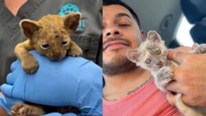 Senza più pelo né speranza, questa gattina ha trovato un tesoro grazie al veterinario che l’ha curata