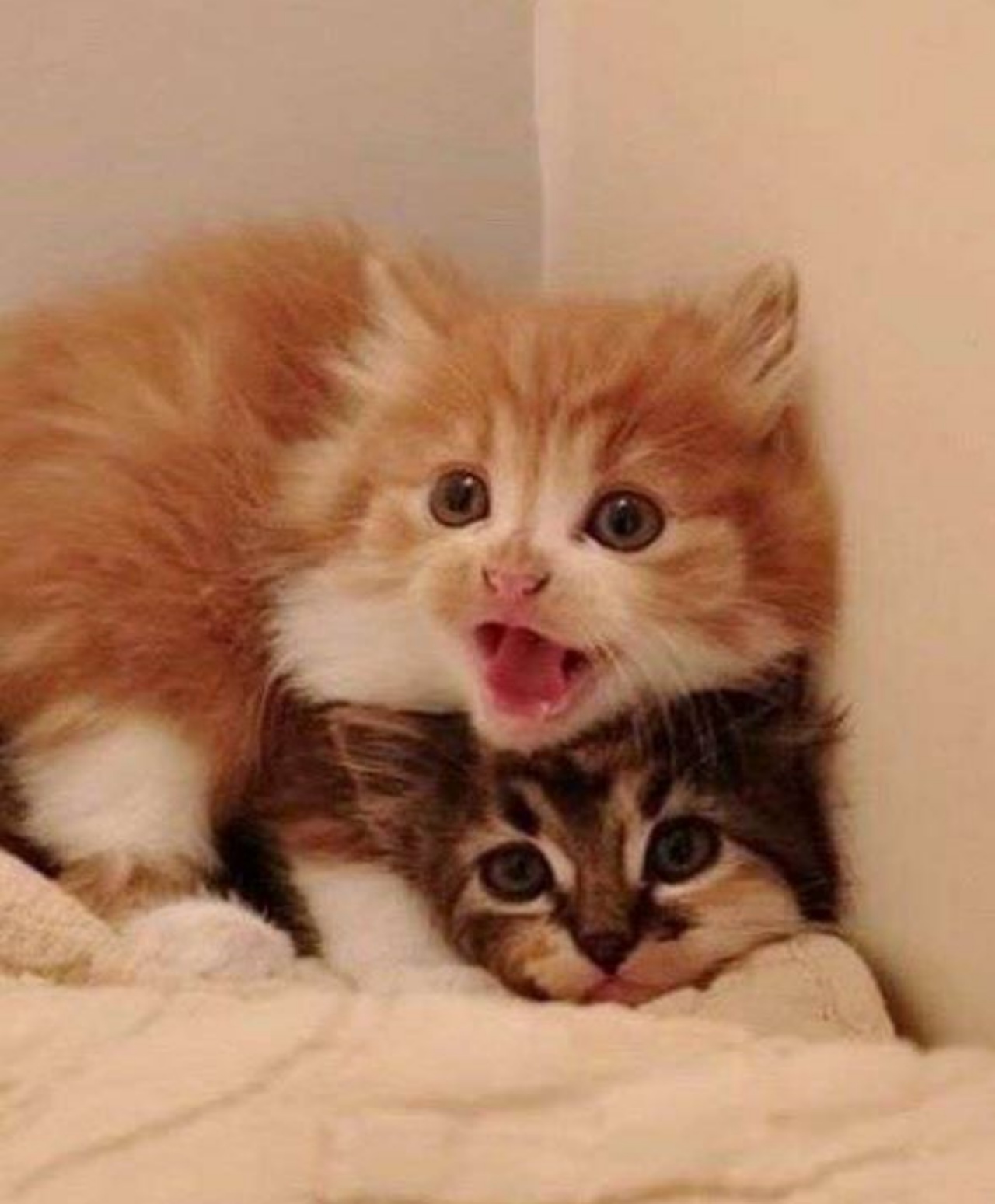 Due gattini molto piccoli