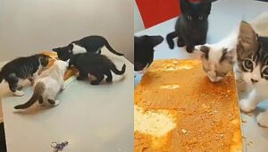 Gattini attaccano una torta e la mangiano tutta: le scene dolcissime