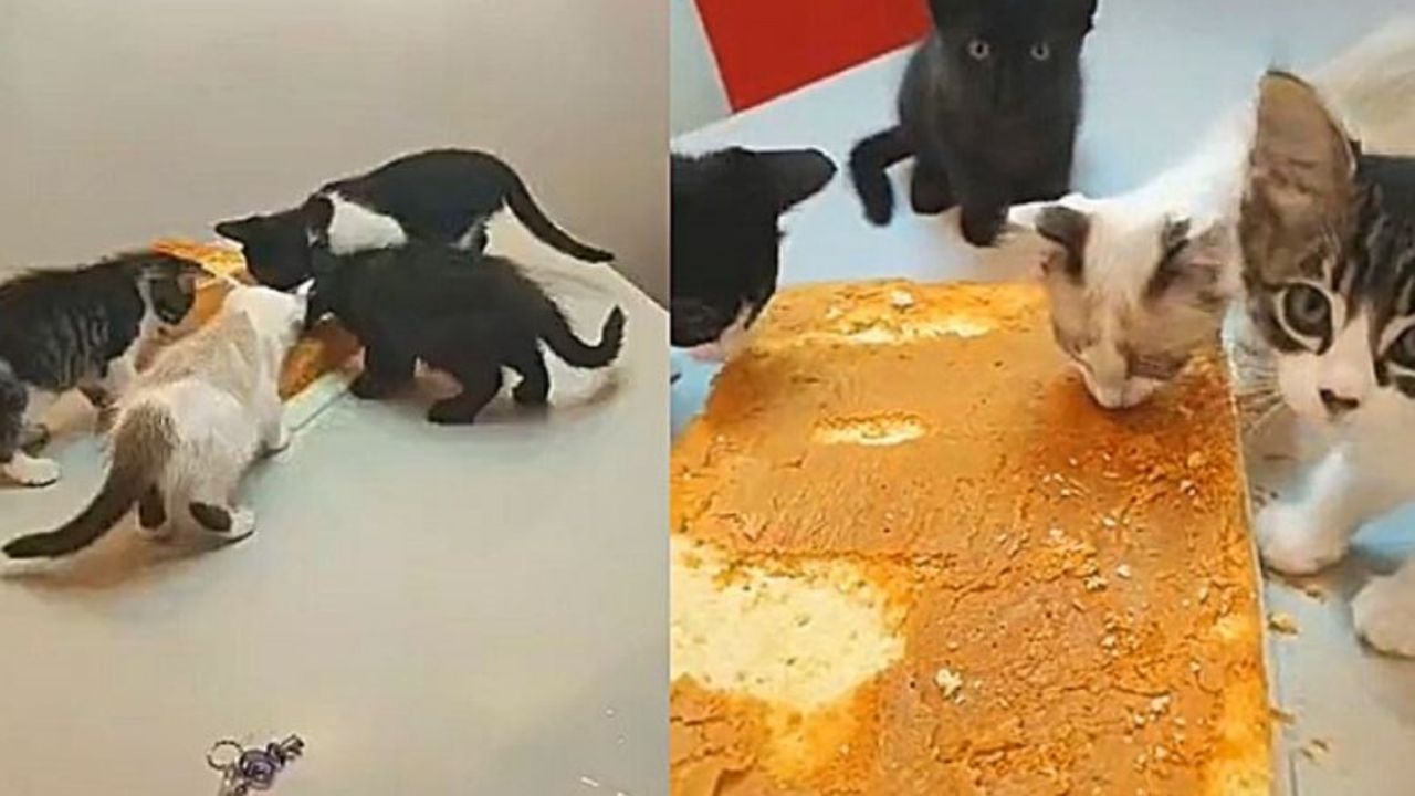 Gattini mangiano una torta di pan di spagna