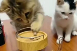 I gattini scoprono un nuovo gioco rilassante e non riescono più a smettere di usarlo (VIDEO)