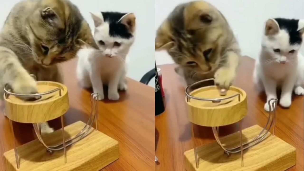 gattini con gioco rilassante