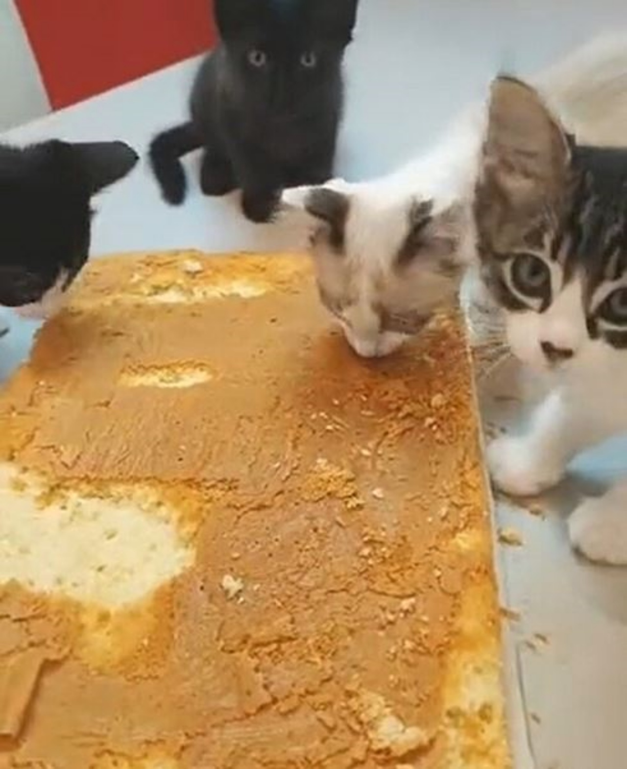 Dei gattini che mangiano del pan di spagna