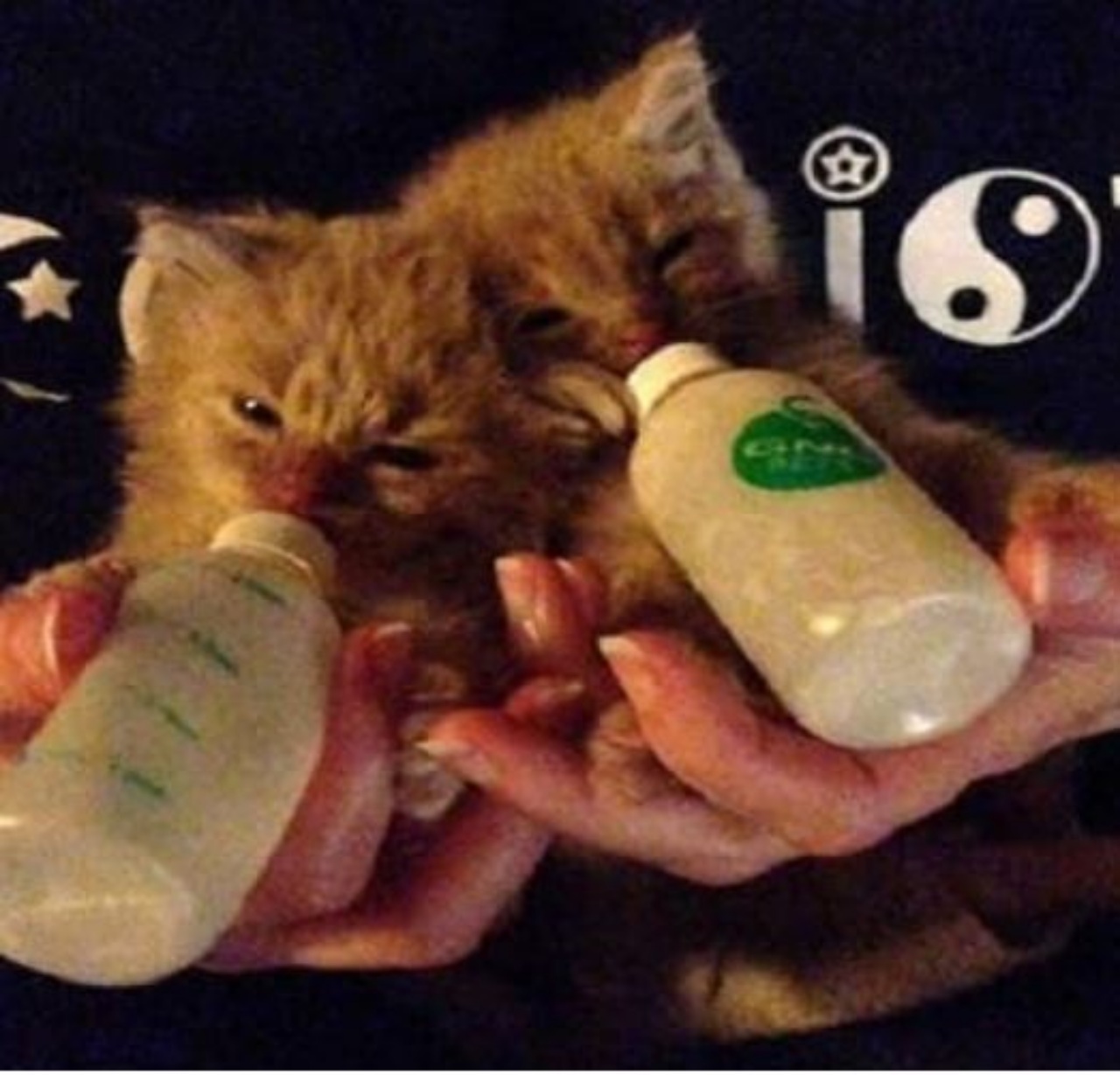 Due gattini che prendono il latte con il biberon