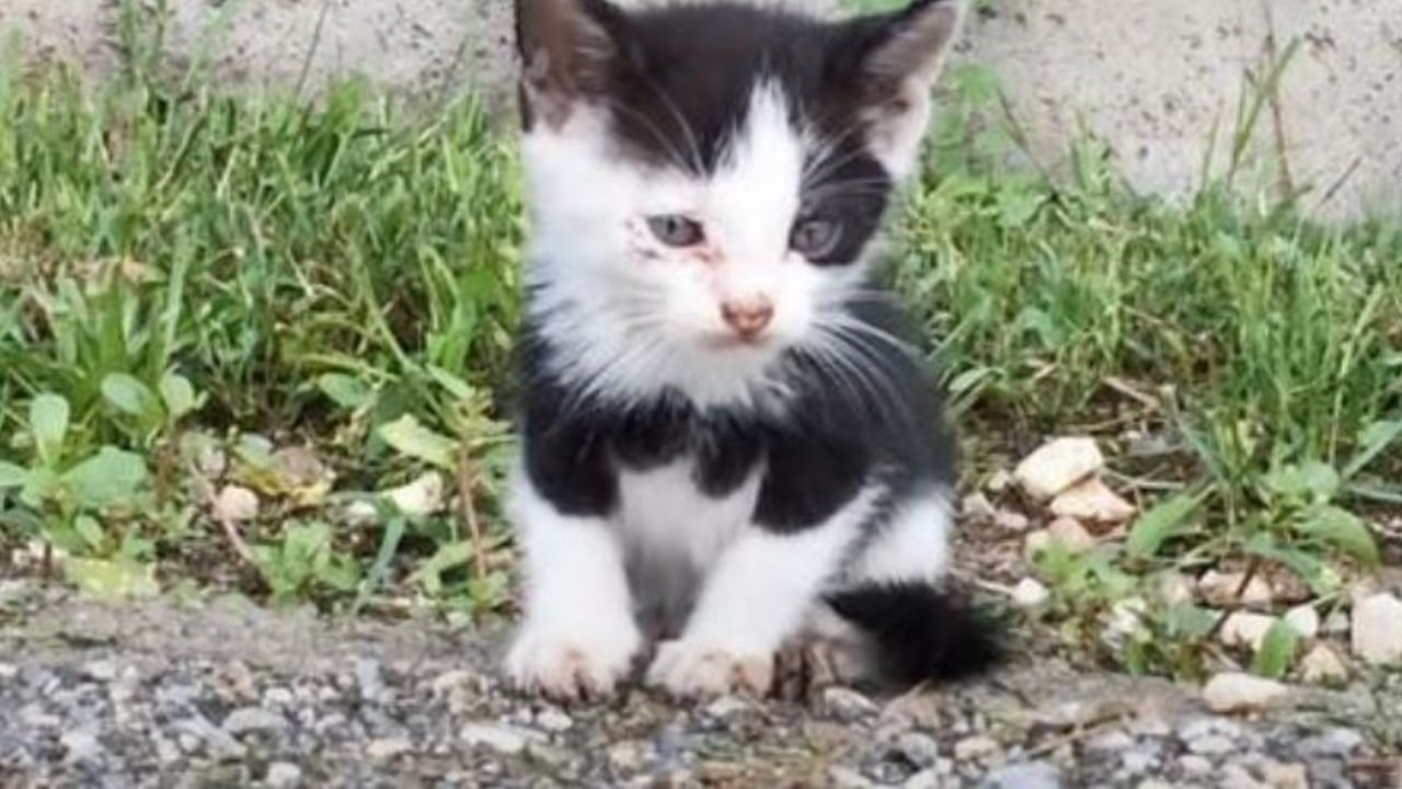 Un gattino bianco e nero molto piccolo