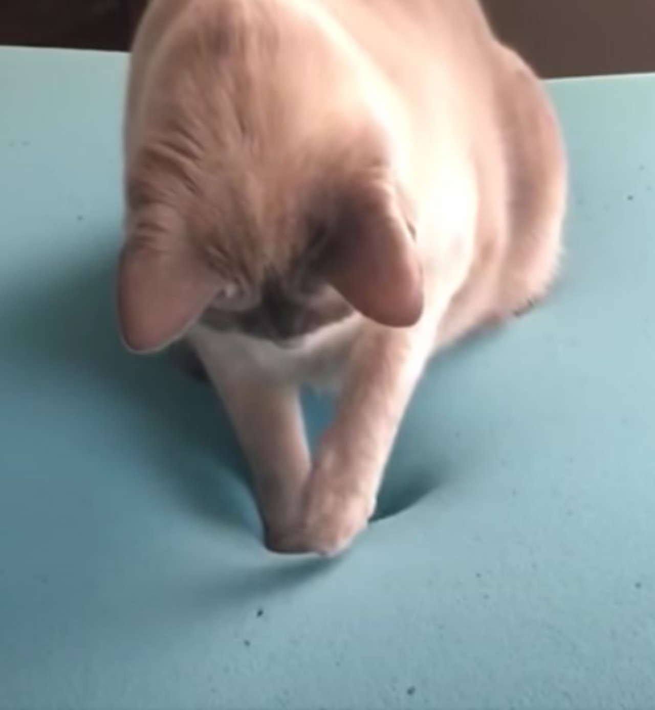 Un gatto cerca di capire come funzioni un materasso in memory