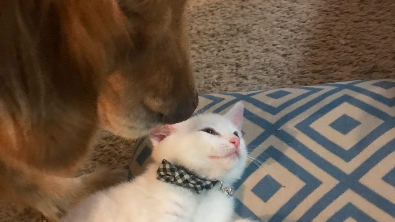 cane lecca gatto