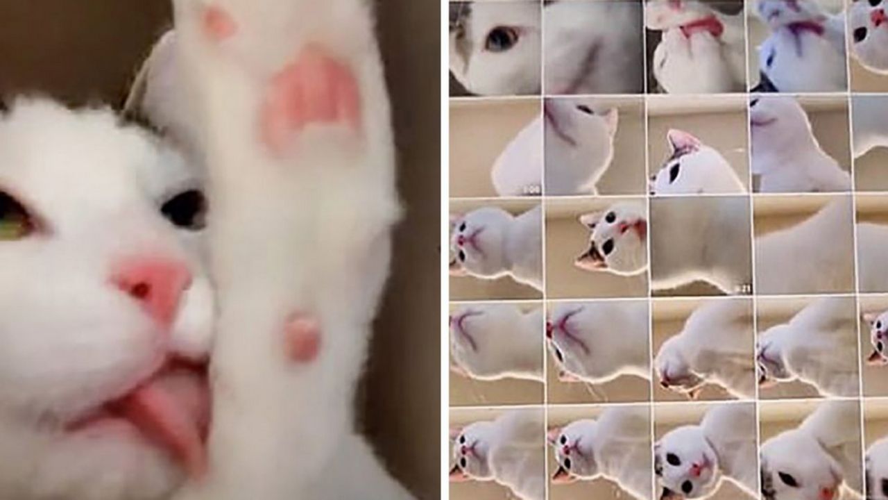 gattino bianco 
