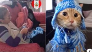Lui è Bruno, il gatto che ha vinto un caldo maglione fatto a maglia dalla sua zia adottiva