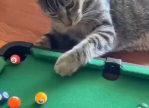 Il padrone di questo gatto ha un nuovo gioco per lui: si tratta di un mini biliardo (VIDEO)