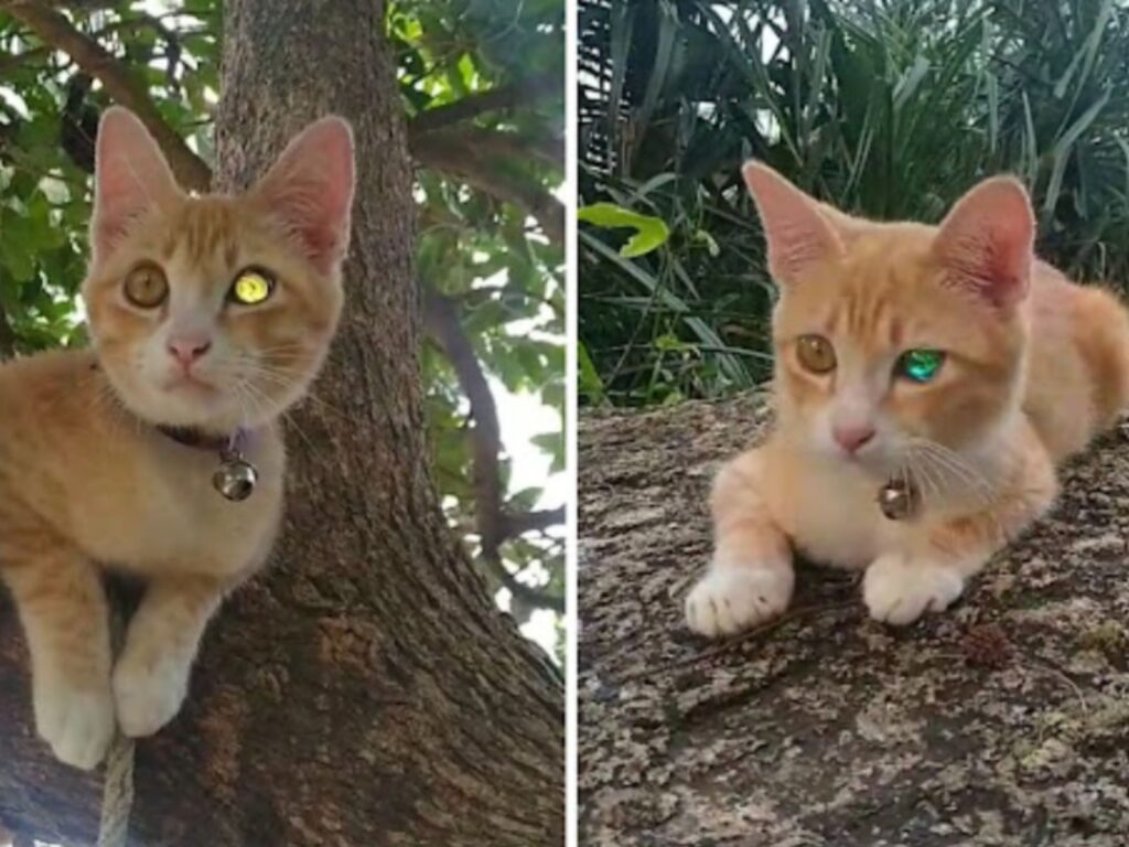 gatto arancione sull'albero