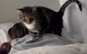 Il gattino fa da sveglia alla sua padrona tutte le mattine (VIDEO)