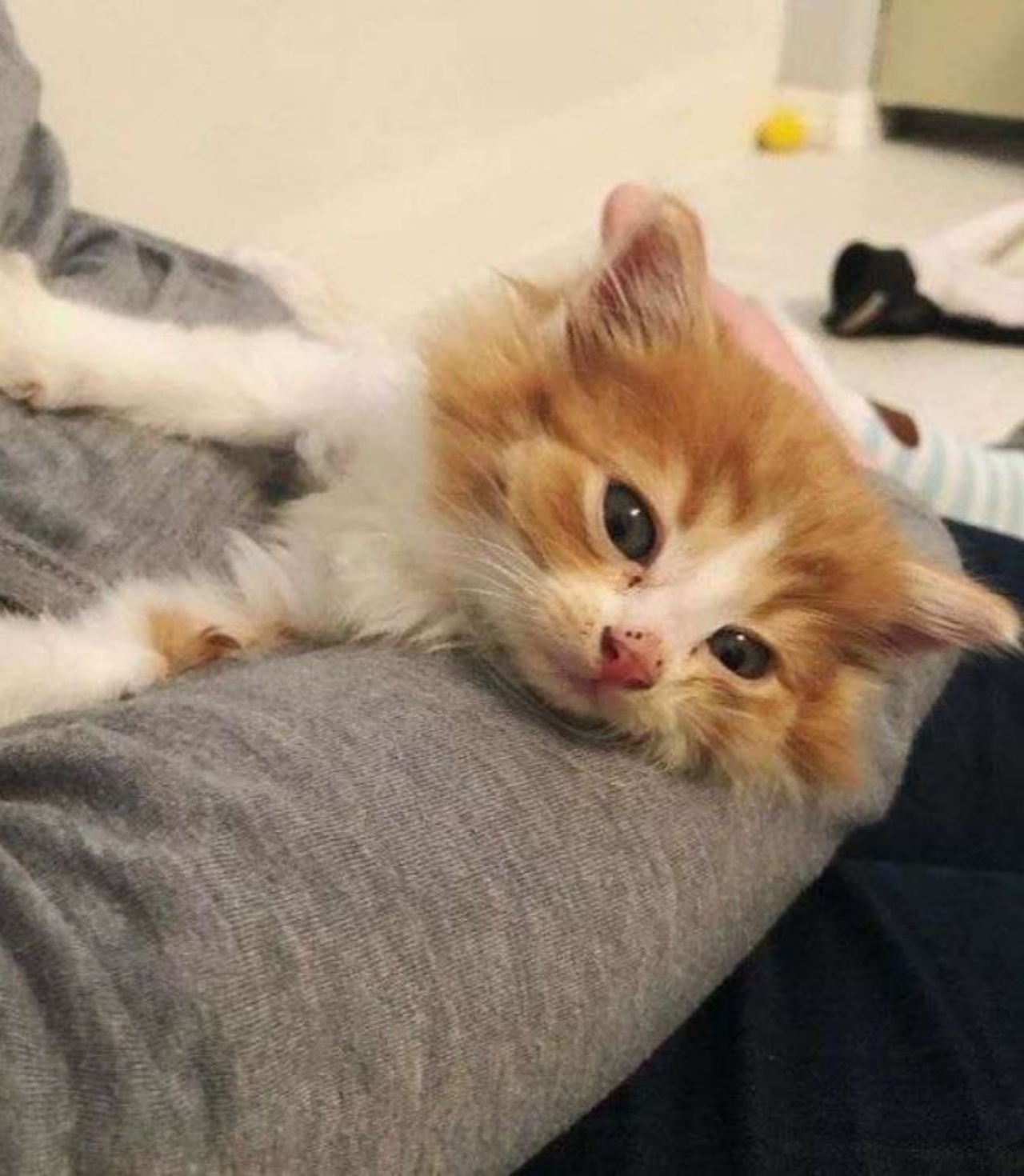 un gattino bianco e arancione