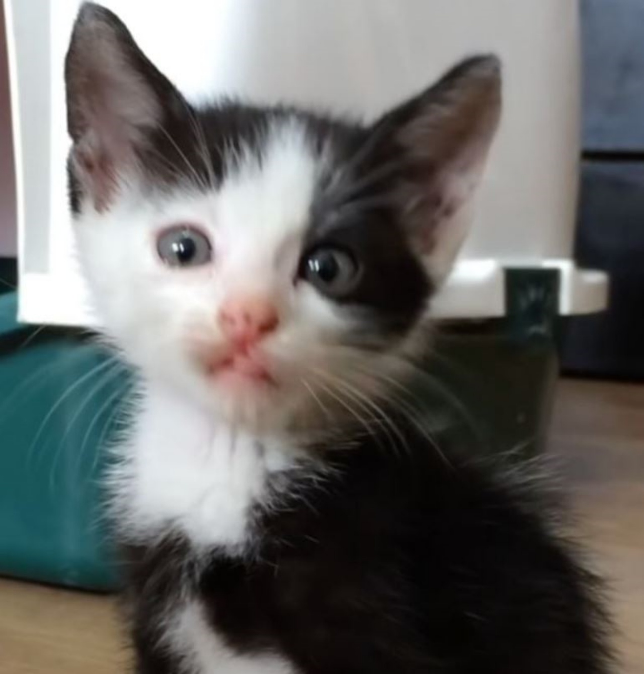 Un piccolo gattino bianco e nero di nome Fabio