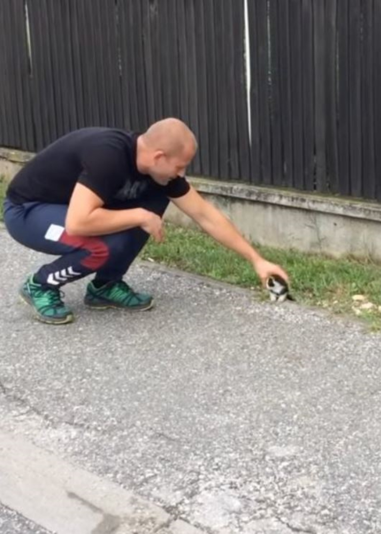Un uomo prende un gattino randagio