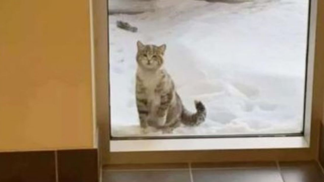 Un gatto randagio davanti ad una porta finestra dei vigili del fuoco

