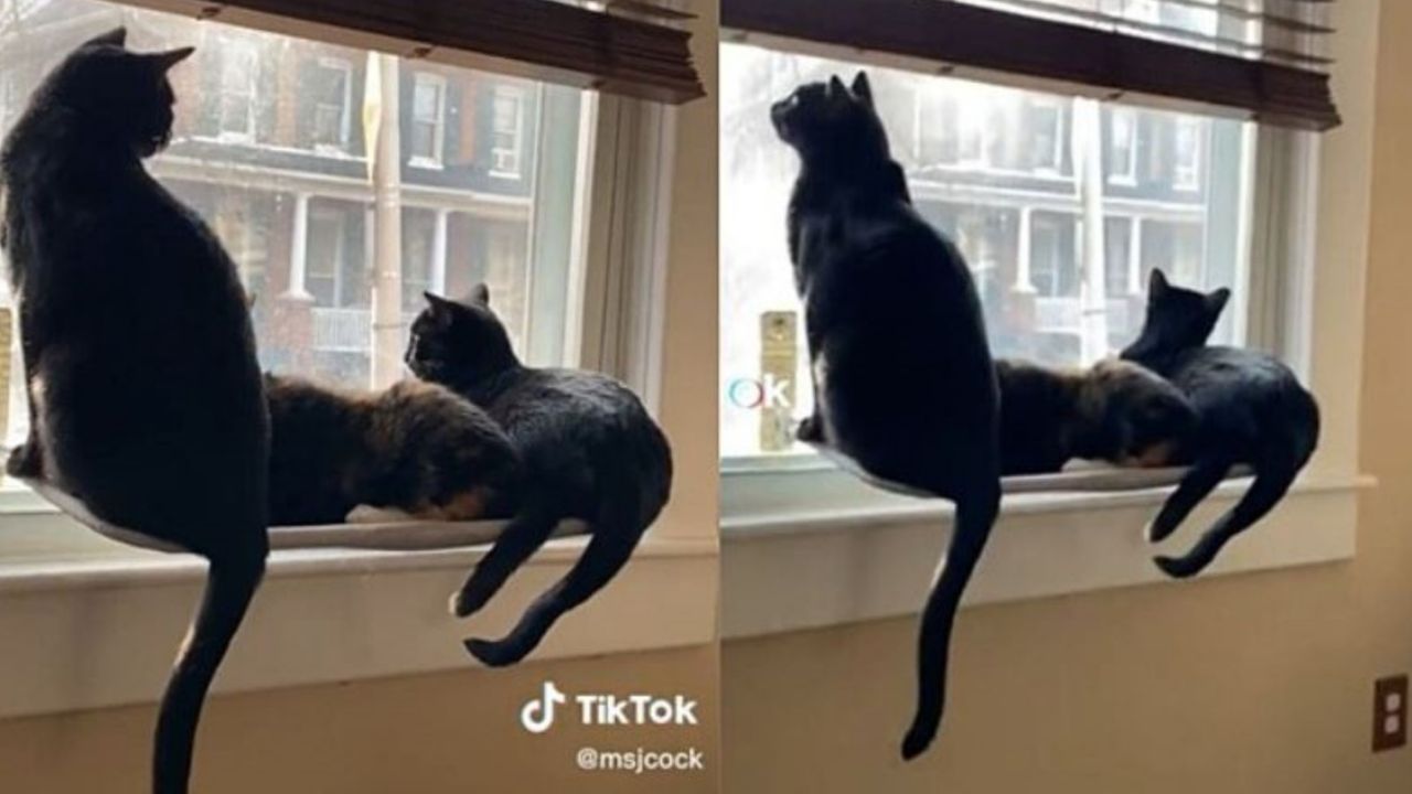 Dei gatti neri seduti su un trespolo