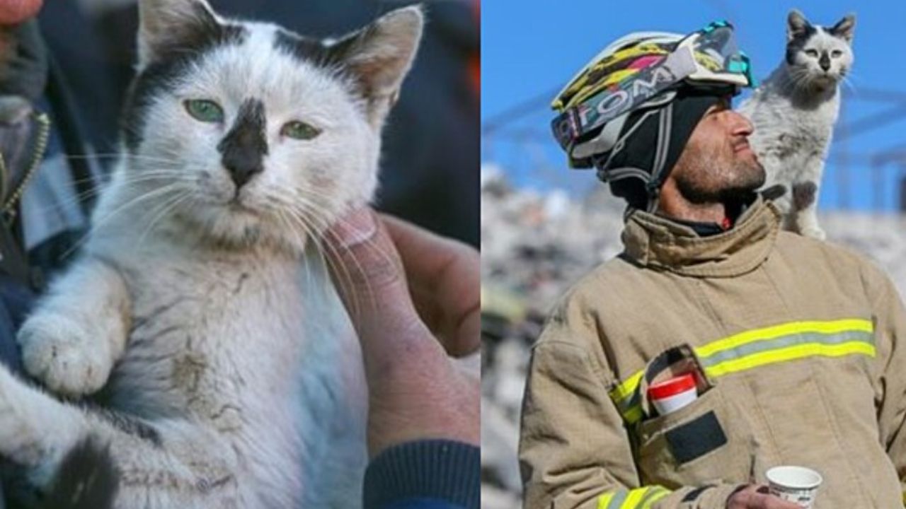 gatto in spalla a pompiere