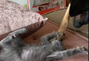 Adotta un gattino e la reazione del suo cane è la migliore che ci possa essere