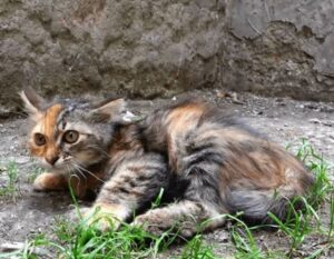 Dimenticata e abbandonata da tutti la gattina finalmente trova una casa grazie ad un ragazzo