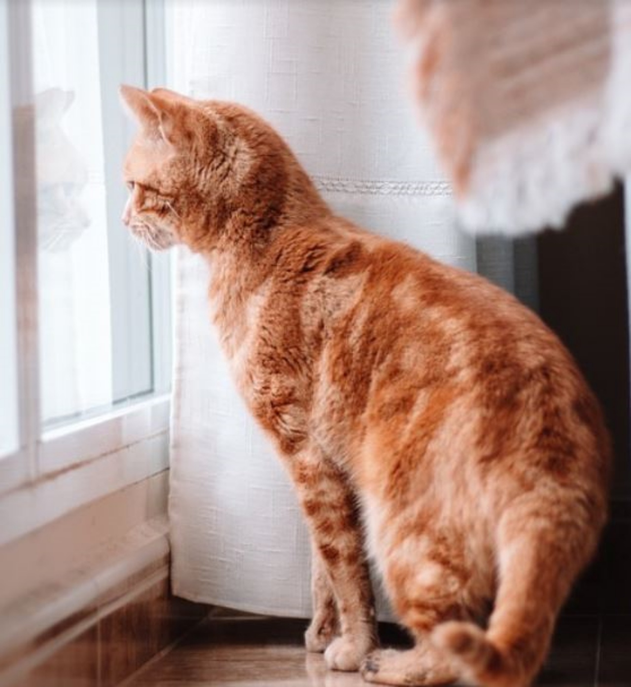 Un gatto arancione guarda fuori dalla finestra