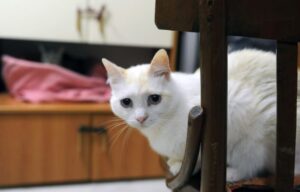 Lui è allergico al gatto? La fidanzata lo lascia e va via con il felino