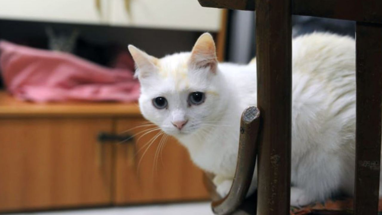 Un gattino dal mantello bianco su una sedia
