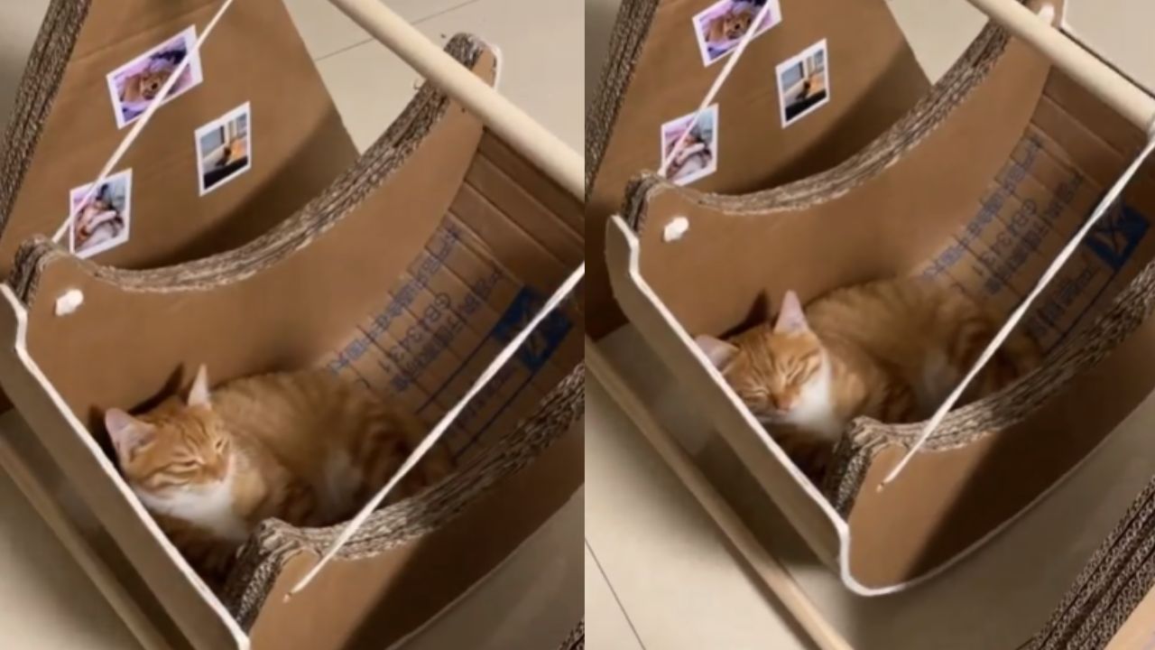 gatto su amaca di cartone
