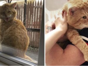 Appuntamento fisso: questo gatto appare alla finestra di una famiglia ogni giorno per farsi adottare