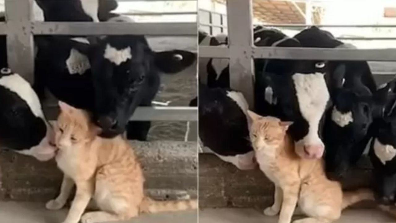 mucche leccano gatto arancione seduto
