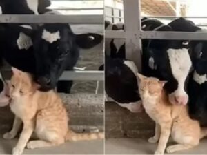 Il gattino riceve una sessione di coccole da cinque mucche contemporaneamente: che viziato