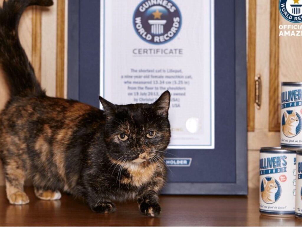 Gatto nero e arancione davanti al quadro