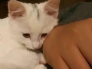 micio che fa le coccole al suo padrone