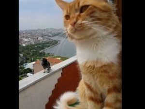 gatto in balcone